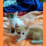 Sanam Shetty Instagram - Im scared to wake them up🤫 Ikki is angry!😾 Lol. Have a great evening peeps🤗☕ #jimmi&Ikki #mababies💕