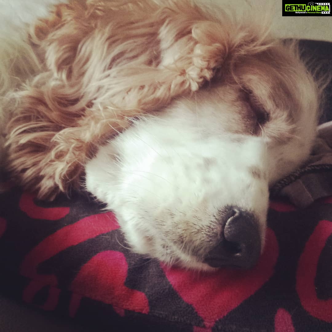 Sandra Amy Instagram - Jeni baby 😍😍😍😍#adorabledog# #the happiness who gt four legs and a kutti tail #😍😍😍😍#jennifer#