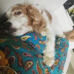 Sandra Amy Instagram - Her lov fr me nve ends 😍😍😍😍🐶🐶🐶 cute jeni