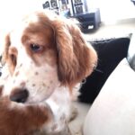 Sandra Amy Instagram - Mychweety#cutie#jenifer#cokrspaniel#