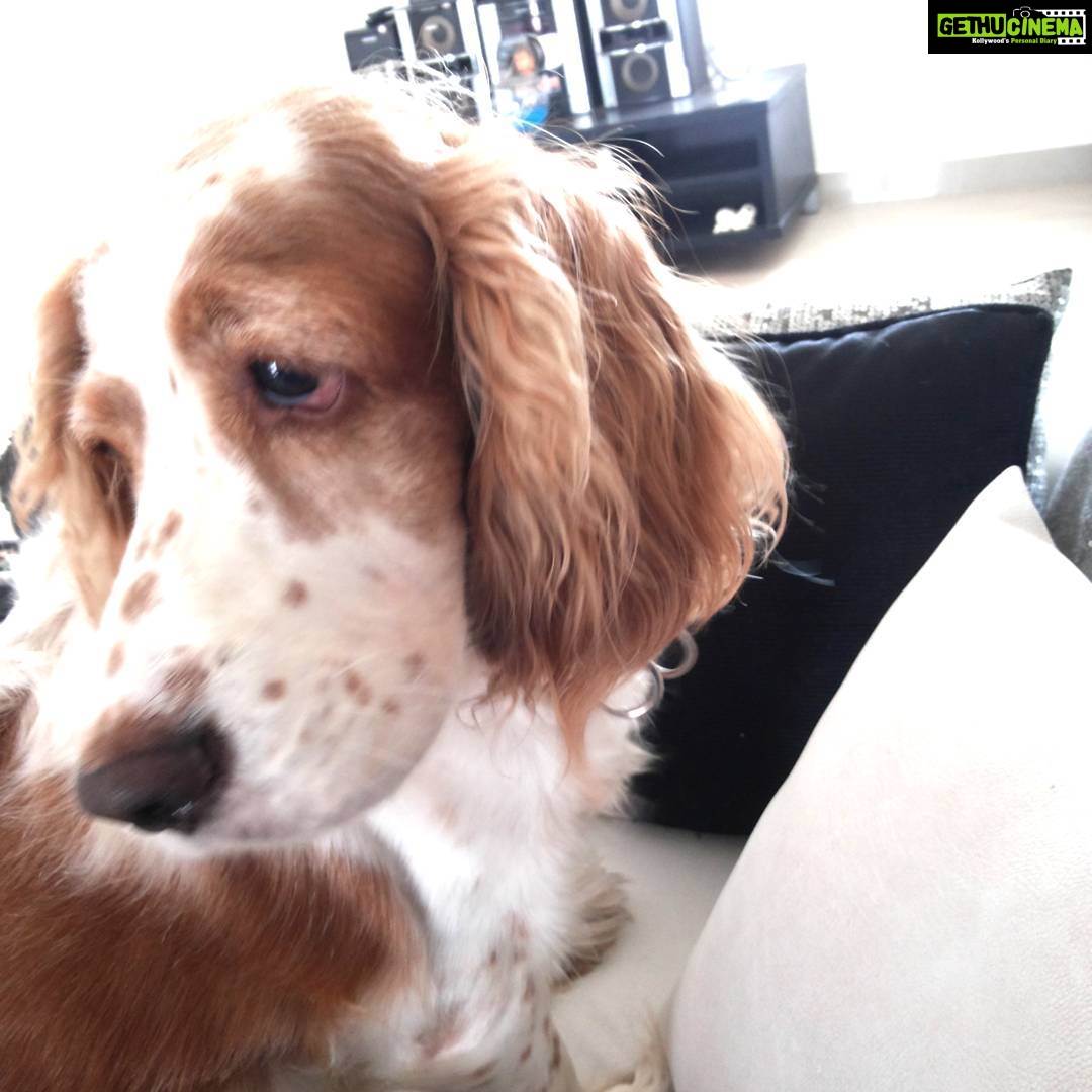 Sandra Amy Instagram - Mychweety#cutie#jenifer#cokrspaniel#
