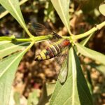 Santhosh Prathap Instagram - Beautiful creature of God.. #nature #beauty #rarespecies #life #colours #survival Tamil Nadu