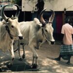 Santhosh Prathap Instagram - Eloped 🐂 😜