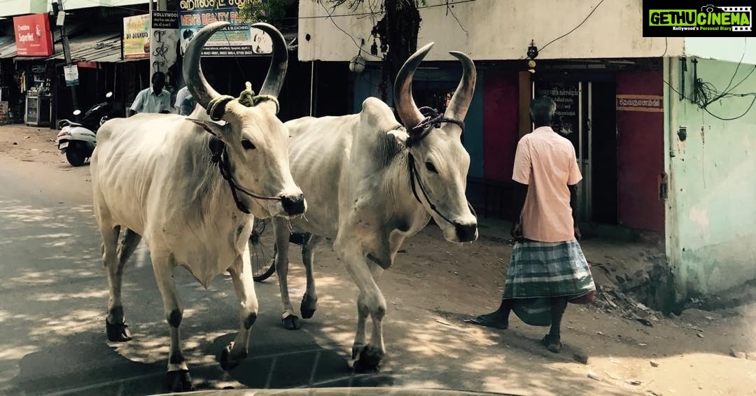 Santhosh Prathap Instagram - Eloped 🐂 😜