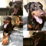 Santhosh Prathap Instagram - #Rusty #poser #obedientGirl Thyagaraya Nagar