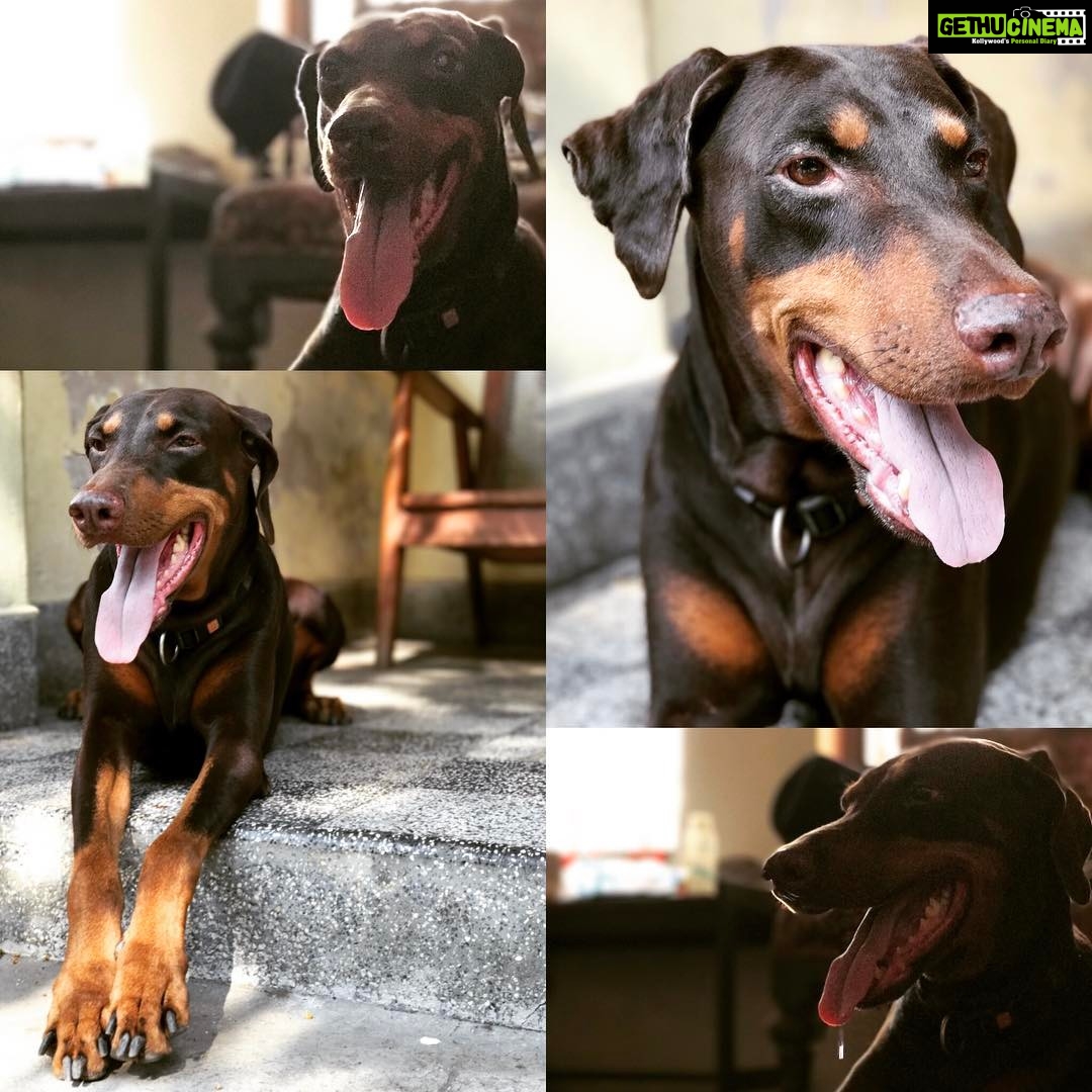 Santhosh Prathap Instagram - #Rusty #poser #obedientGirl Thyagaraya Nagar