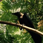 Santhosh Prathap Instagram - #random #sunnyday #thirstyCrow