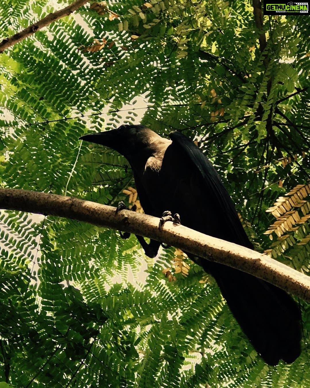 Santhosh Prathap Instagram - #random #sunnyday #thirstyCrow