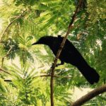 Santhosh Prathap Instagram - Curious/confused crow 🤔