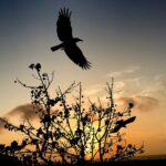 Santhosh Prathap Instagram - There is no better designer 👩‍🎨 Than nature... ThE ArT Of NaturE #nature #artofnature #lovefornature #timeflys #skyporn #orange #natureteaches #godscreation Edward Elliot's Beach