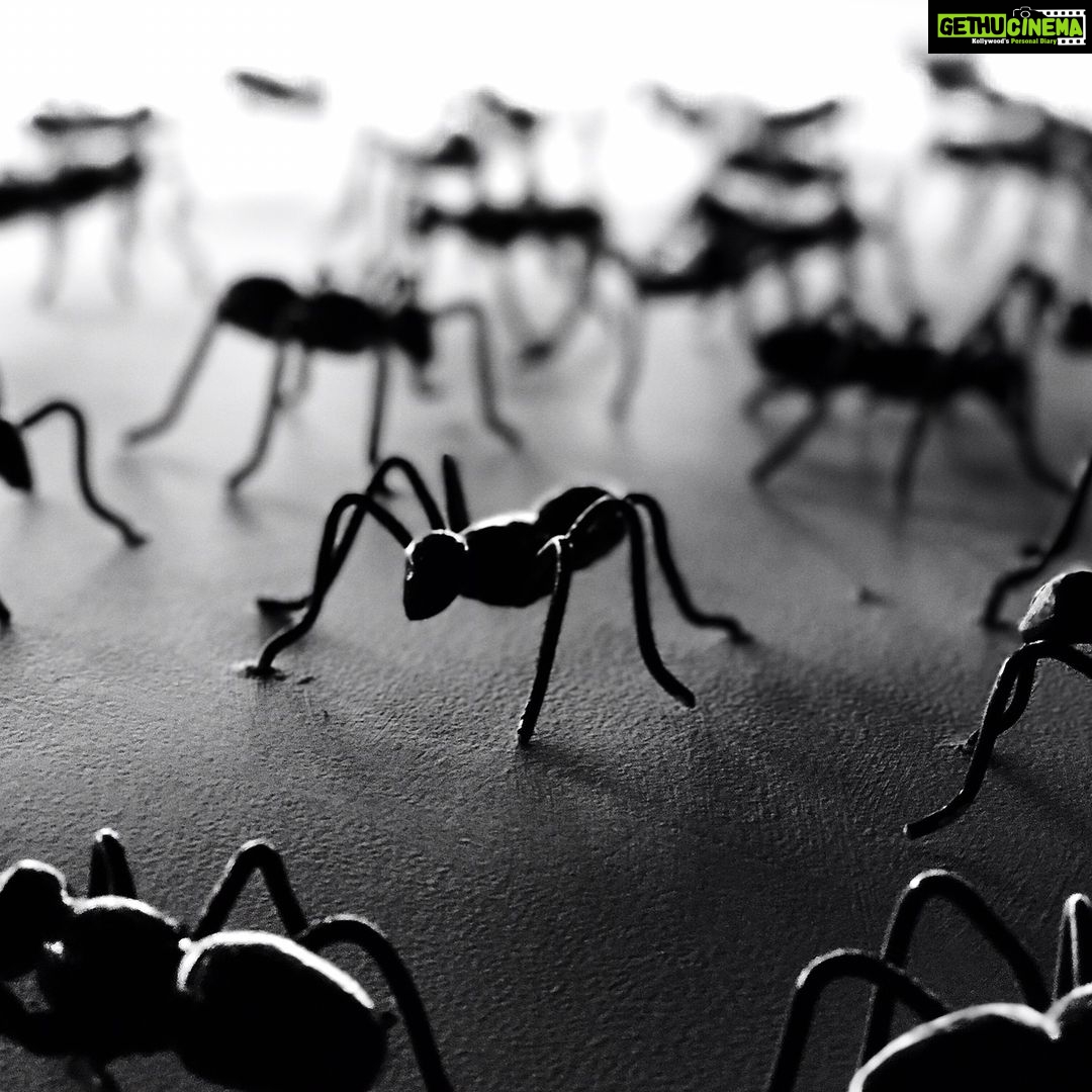 Santhosh Prathap Instagram - The greatest enemies of 🐜 are other 🐜, just as the greatest enemies of human are other human 👿☠️👊🏼 #humanrace #lifelessons #worstbehavior 😜 India