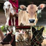 Santhosh Prathap Instagram - Into the nature ❤️ #animelove #farming #posers😜 Kaduvanur