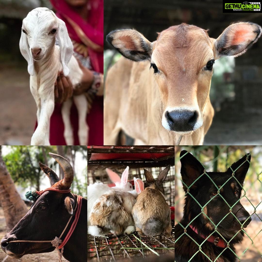 Santhosh Prathap Instagram - Into the nature ❤️ #animelove #farming #posers😜 Kaduvanur
