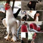 Santhosh Prathap Instagram - 🐥 love #farmhouse #countryboys #curious Koli #organicfarming Kaduvanur