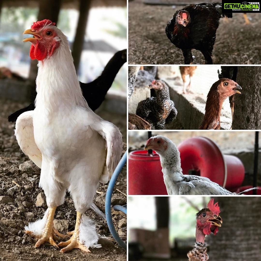 Santhosh Prathap Instagram - 🐥 love #farmhouse #countryboys #curious Koli #organicfarming Kaduvanur
