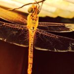 Shanthanu Bhagyaraj Instagram - Happened to click this during my shoot ! A weird face visible on the body of the dragonfly 🙄🙄👌🏼👍🏼 shot on iPhone 6+ ( not photoshopped) ! #Weirdcreatures 🙄🙄 #photography #dragonfly