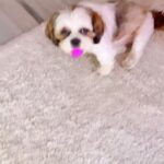 Sherin Instagram - My boy is waaay too smart for me, total fail!! 🤦🏻‍♀️ #sherin #cute #biggboss #dog #puppy #shihtzu #shihtzusofinstagram