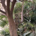 Shraddha Srinath Instagram – getting in my steps ft angry kitty and tangerine sunset Dubai