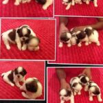 Shweta Bhardwaj Instagram - #love #puppy's