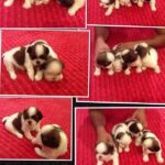 Shweta Bhardwaj Instagram – #love #puppy’s