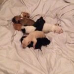 Shweta Bhardwaj Instagram – Plz let me now if some one wants to adopt and give love home to street dog new born puppy’s …plz help me spread the word