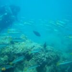 Shweta Bhardwaj Instagram - 20feet underwater heaven #havlockisland #Andaman Nicobar #waterworld #sea #fish #corals #muchmore Andaman & Nicobar