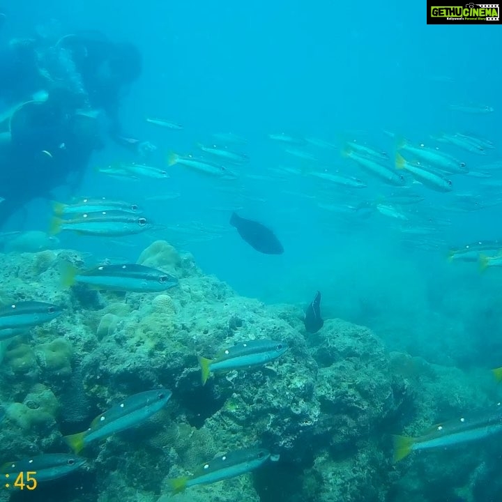 Shweta Bhardwaj Instagram - 20feet underwater heaven #havlockisland #Andaman Nicobar #waterworld #sea #fish #corals #muchmore Andaman & Nicobar
