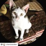 Shweta Bhardwaj Instagram – 4 months old … been on a yummy diet the last 2 months but would love a home forever …
His names #sohailkhan any1 keen for an adoption