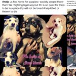 Shweta Bhardwaj Instagram - #help us find home for puppies r bulding people throw them We r fighting legal way but thr is no point for them to be in a place thy will not be loved #help email on salilsound@gmail. Contact u want to ddopt