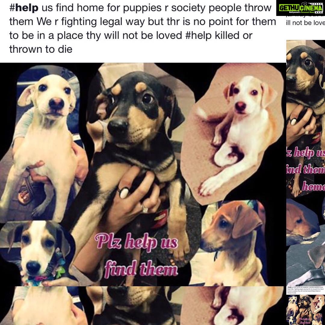 Shweta Bhardwaj Instagram - #help us find home for puppies r bulding people throw them We r fighting legal way but thr is no point for them to be in a place thy will not be loved #help email on salilsound@gmail. Contact u want to ddopt