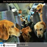 Shweta Bhardwaj Instagram - #Repost @piaparadise with @repostapp. ・・・ Pet lovers rejoice! #JFK airport is going to begin developmeny of the world's first terminal for pets! Full with a kennel, am aviary, a vet and services for boarding, quarantine, import, export and transport. Next one for cats,birds and all other animals Yeyeyeyeyeyyeyeyeyeyeyeyeyeyeyeyyeye CANT WAIT! #DailyGoodNews #GoodNews #NewsOfTheDay