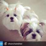 Shweta Bhardwaj Instagram - #Repost @chanchanshev with @repostapp. ・・・my daughter's @chanchanshev welcome on insta  hello ever one were finally on #Instagram #chanchan #shev @fordirtydogs