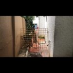 Sibi Sathyaraj Instagram - My first edit to get know more about “Reels” 😀 #Harry #Potter #harrypotter #naaigaljaakirathai #dogsofinstagram #dog #dogs #doglovers #belgianmalinois #germanshepherd #malinoisx