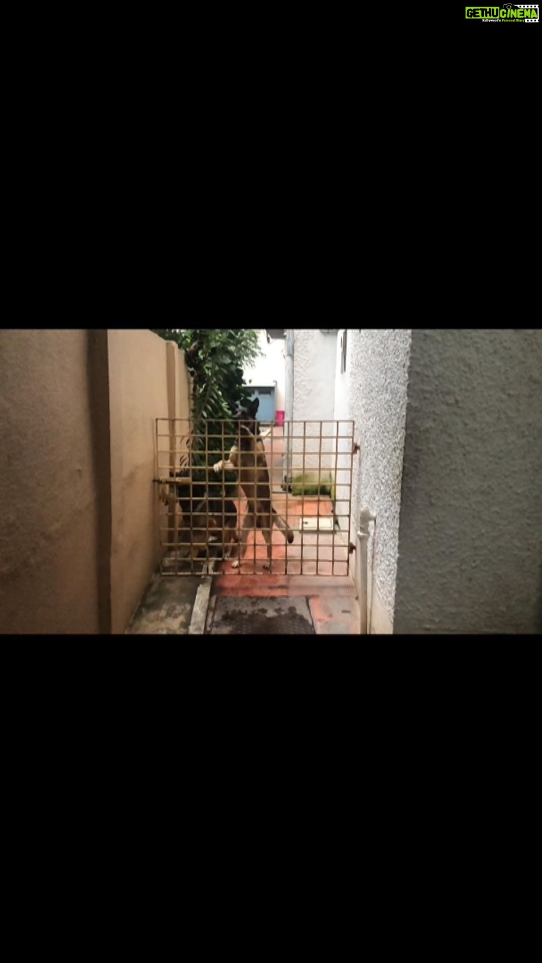Sibi Sathyaraj Instagram - My first edit to get know more about “Reels” 😀 #Harry #Potter #harrypotter #naaigaljaakirathai #dogsofinstagram #dog #dogs #doglovers #belgianmalinois #germanshepherd #malinoisx