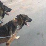 Sibi Sathyaraj Instagram - Sunday Walk with Harry and Potter! #malinoisx #dogsofinstagram #dogstagram #doglovers #germanshepherd #belgianmalinois #sibiraj #sibisathyaraj #sunday #sundayvibes
