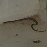 Sibi Sathyaraj Instagram - Saw this guy/girl at my uncle’s house in #udumalpet.It was trying to catch a frog for dinner when the camera flash interrupted.It was very close to where I was standing and then I got this thought as to how unpredictable life could get if I hadn’t noticed and went too close! #snake #liveeverymoment #dangerousencounters