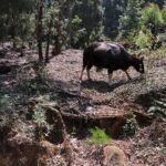 Sibi Sathyaraj Instagram - #gaur #Conoor #Nilgiris #wildlifephotography #wildlife