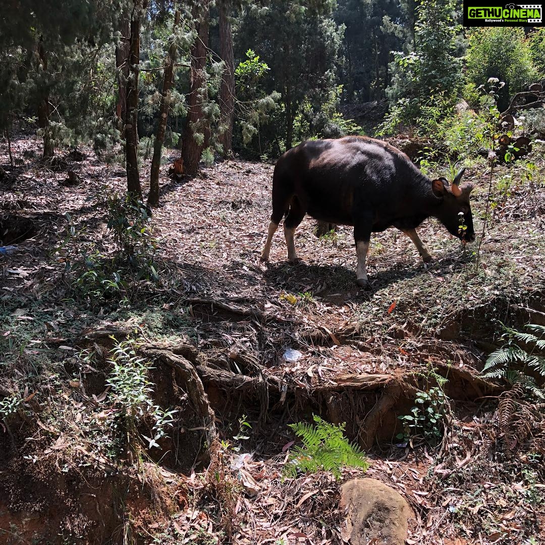 Sibi Sathyaraj Instagram - #gaur #Conoor #Nilgiris #wildlifephotography #wildlife