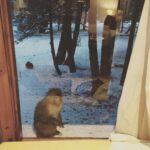 Sibi Sathyaraj Instagram - Unexpected guest outside my room window! #Monkeybusiness #Ancestor #pahalgam #kashmir #planetofapes #newfriendship
