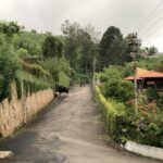 Sibi Sathyaraj Instagram - Bumped into this unexpected but most welcome visitor during my morning walk! #NilgiriGaur #AnimalHumanConflict #HumanAnimalConflict #Animals #Nilgiris #Conoor #Holidays #MornigWalk #Bison