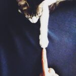 Sija Rose Instagram - Miss you POOCH! . . #mypet #catlover #lovehertocore #pooch #youandme Kochi, India