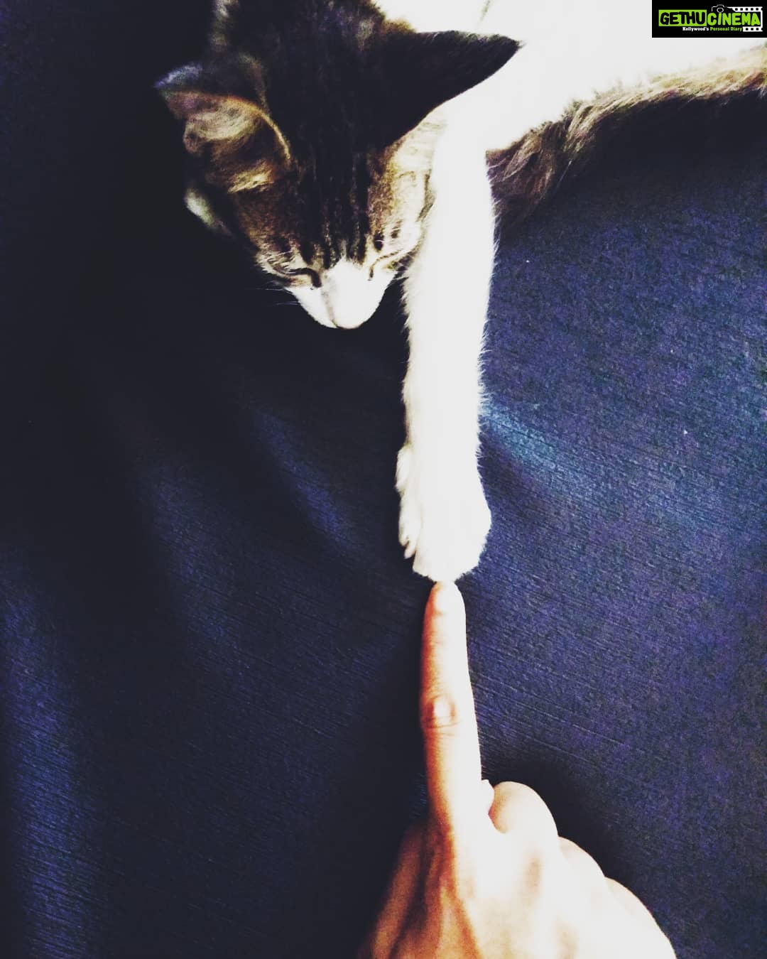Sija Rose Instagram - Miss you POOCH! . . #mypet #catlover #lovehertocore #pooch #youandme Kochi, India