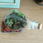Sija Rose Instagram - My tiny terrarium! #plants #diy #succulents #terrarium