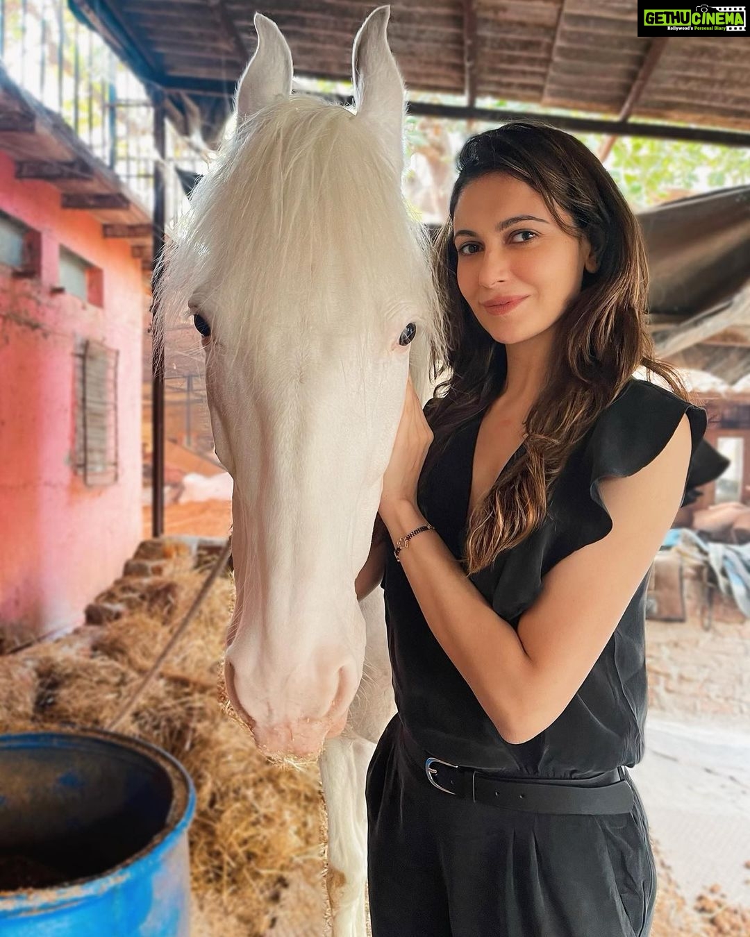 Simran Kaur Mundi Instagram - #WhiteBeauty 🤍 . . #horse #whitehorse #beauty #snowwhite #horselover #stable #horseriding #marwari #purebreed #pinknose