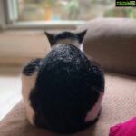 Sneha Ullal Instagram - My fat cat Pepsi