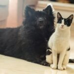 Sneha Ullal Instagram - Gypsi and Pepsi.Oh i miss gypsi soooooo much.