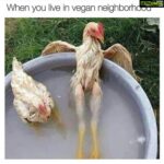 Sneha Ullal Instagram - This is how chickens chill in my world. #veganfitness #vegangains #nocrueltyfood #ahimsa . This is the first time i have used so many hashtags 💁🏻‍♀️
