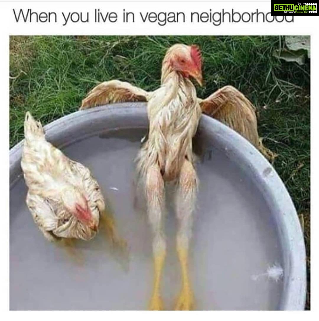 Sneha Ullal Instagram - This is how chickens chill in my world. #veganfitness #vegangains #nocrueltyfood #ahimsa . This is the first time i have used so many hashtags 💁🏻♀️