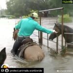 Sneha Ullal Instagram - People of Houston are angels.Even in the hardest times look at what they doing.Its not just about human lives.Its all life.Whenever i see such videos my faith in the human species restores a lil bit.There are good people in the world still find them be them and make a difference.