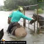 Sneha Ullal Instagram – People of Houston are angels.Even in the hardest times look at what they doing.Its not just about human lives.Its all life.Whenever i see such videos my faith in the human species restores a lil bit.There are good people in the world still find them be them and make a difference.